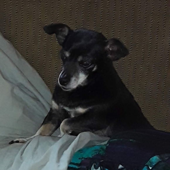 Meet your Posher, Carol - Picture 7 of 16